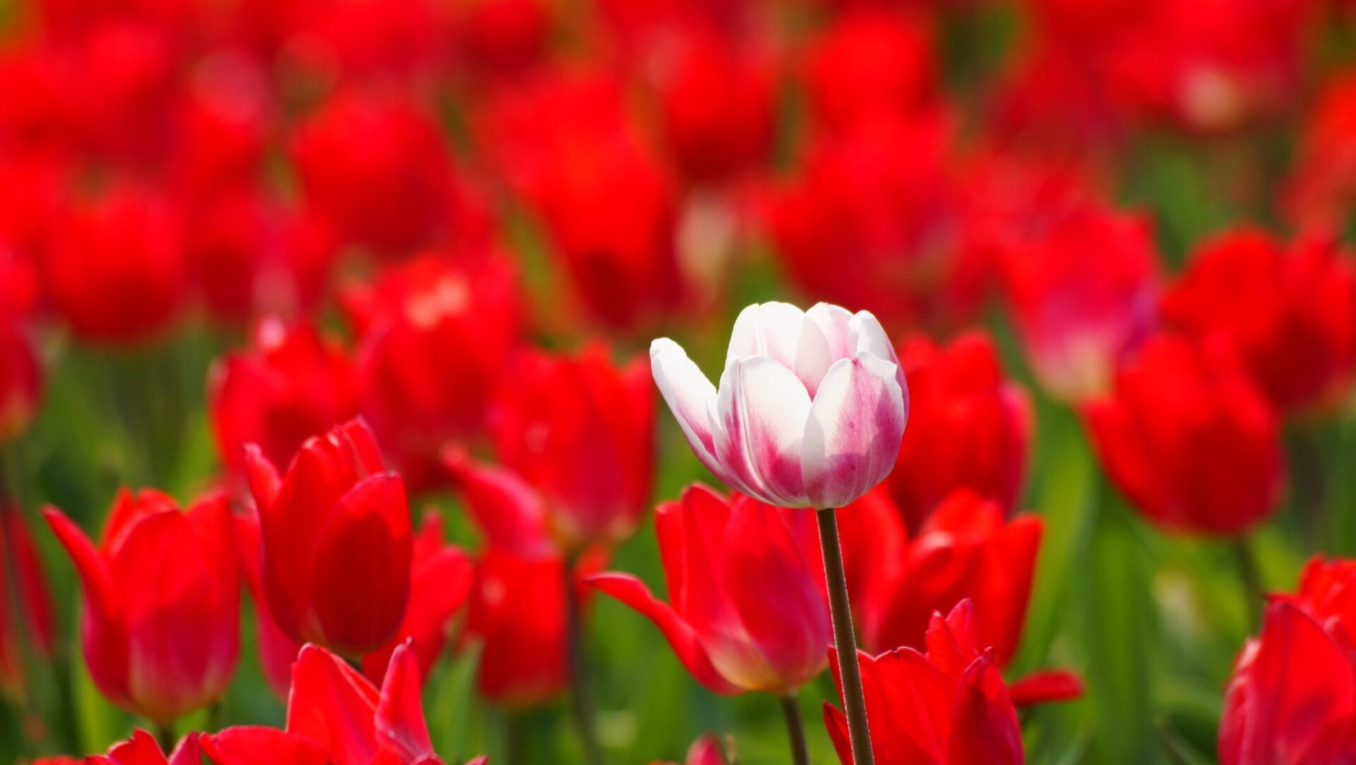 White and pink tulip amid a field or red tulips