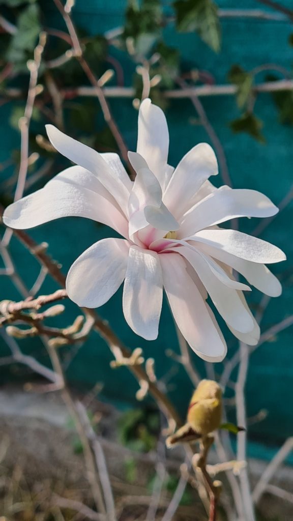 Magnolia flower
