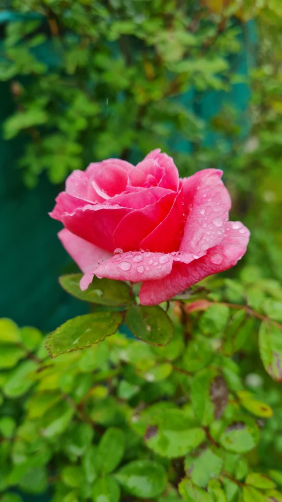Una Rosa