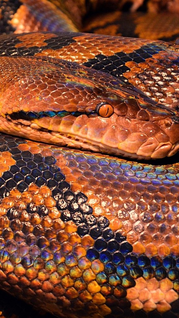 Serpente