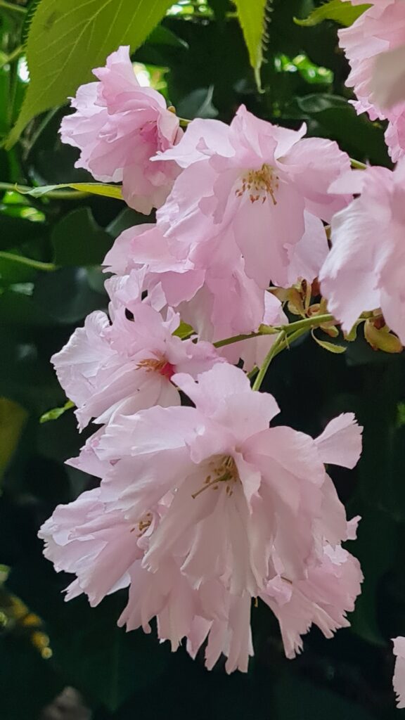 Kirschblüten