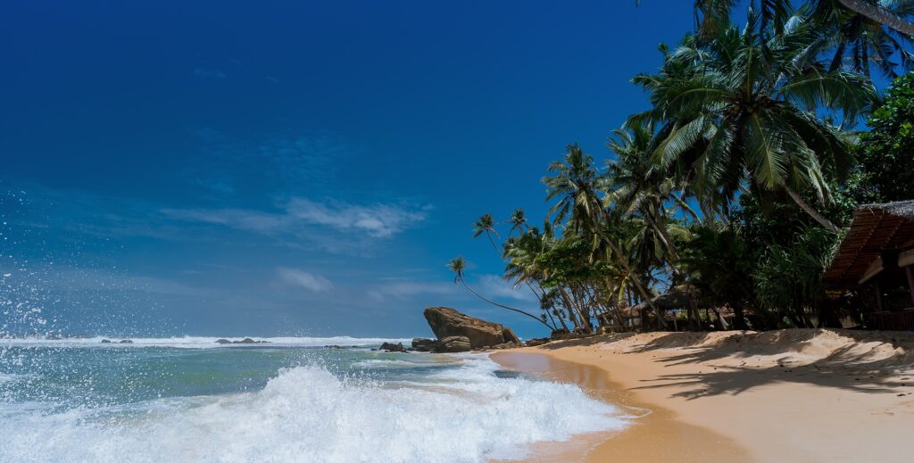 A beach with palm trees